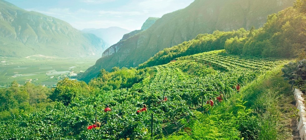 Ridurre il consumo idrico nei vigneti dove nascono le bollicine Ferrari Trentodoc e i vini Lunelli